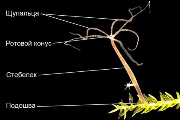 Кракен почему пользователь не найден